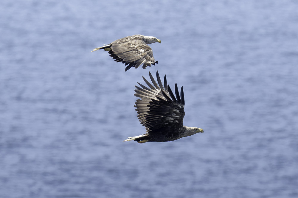 Eagles flying in the skies above Another Place, The Machrie
