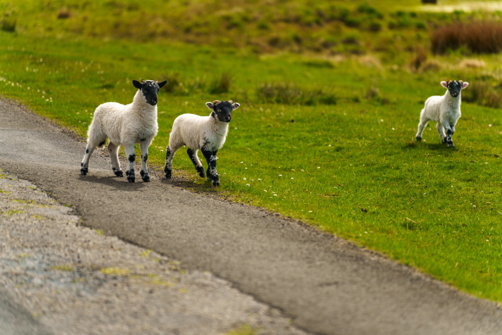 Wildlife on Islay