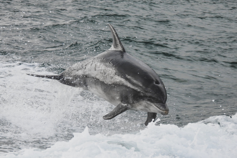 Dolphins around Islay