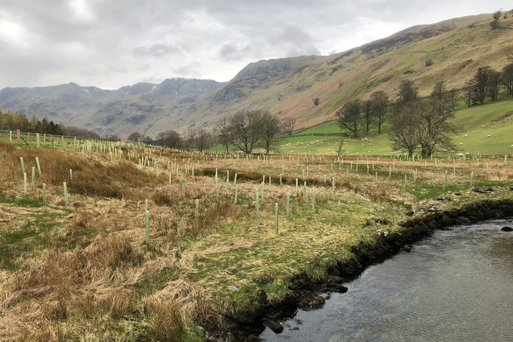 tree planting in grisedale