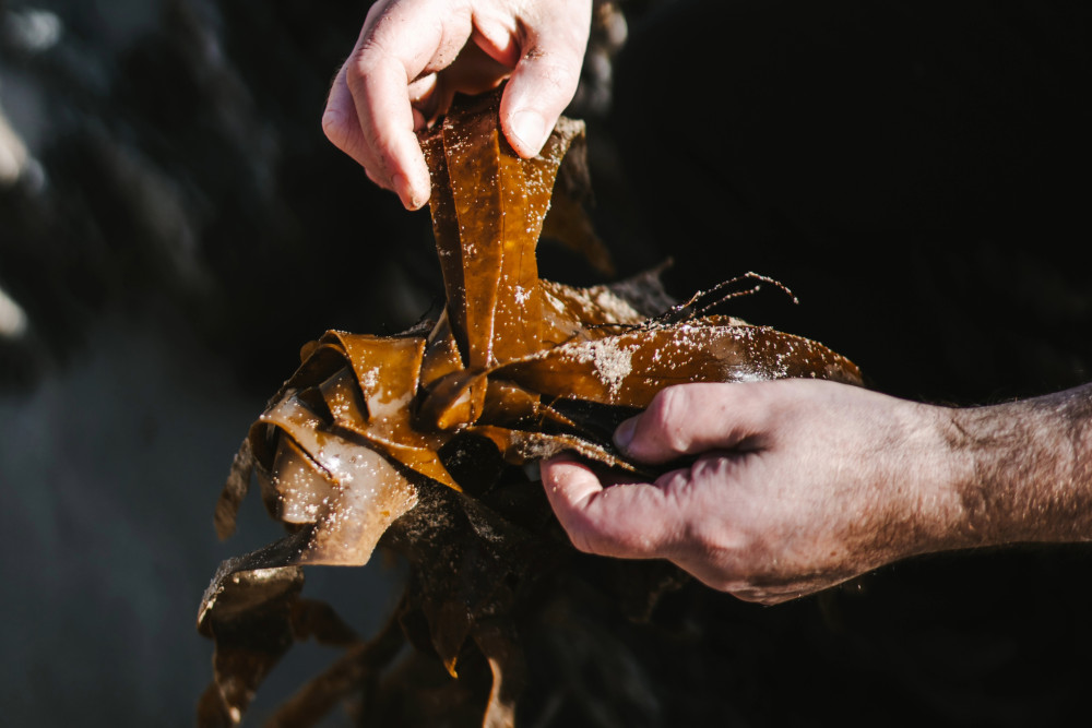Machrie head chef Calum Hall foraging for seaweed on Islay's beaches