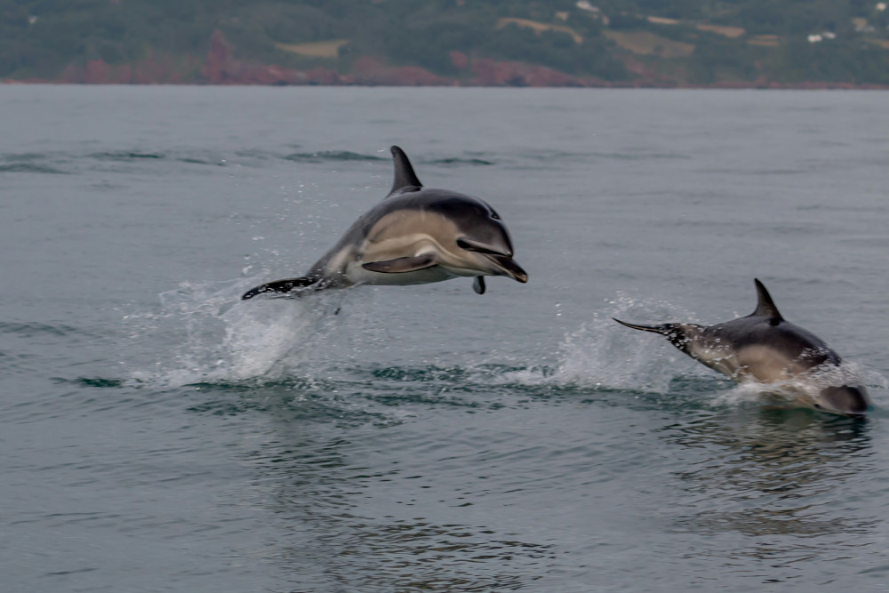 Dolphins leaping from the water off the shores of Islay