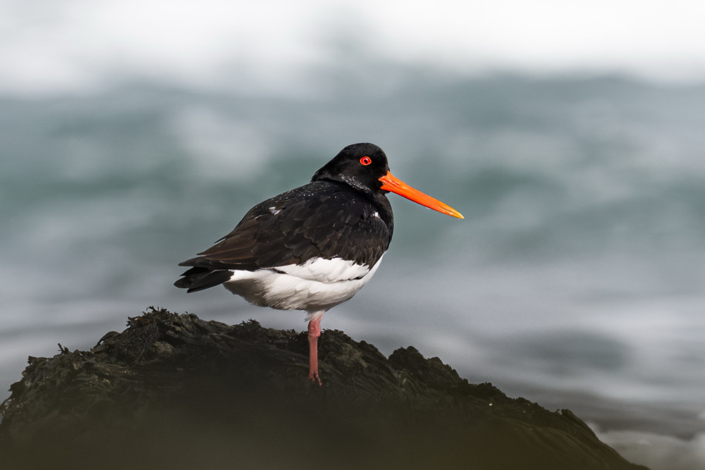 Oystercatcher on a rock
