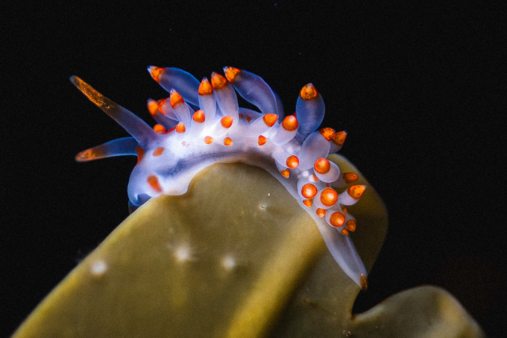Blue and red glowing sea slug