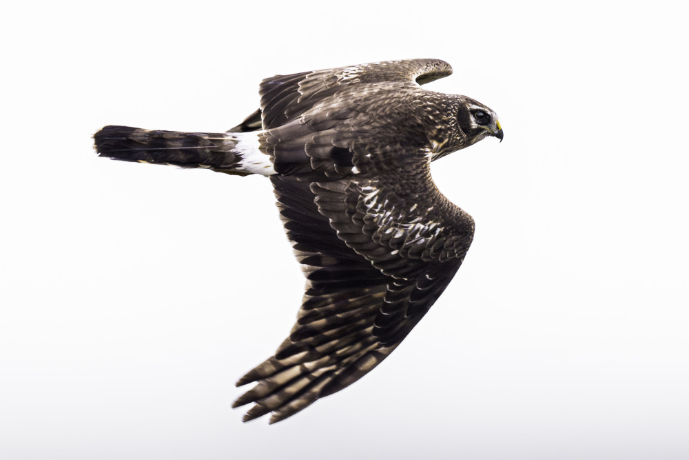 Hen Harrier bird in flight