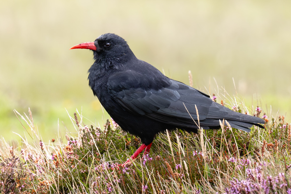 Chough
