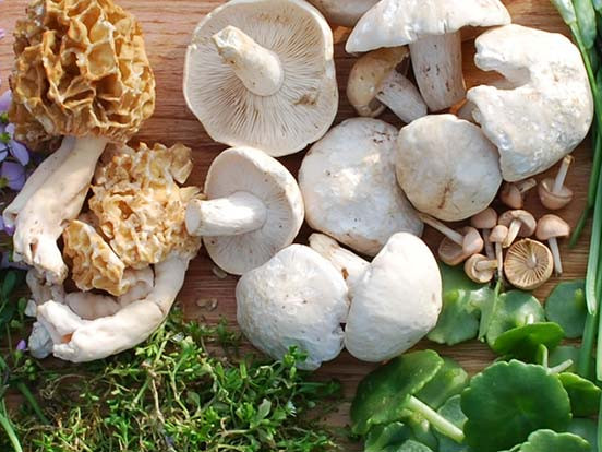 Image for Spring foraging course at the Dalemain Estate event