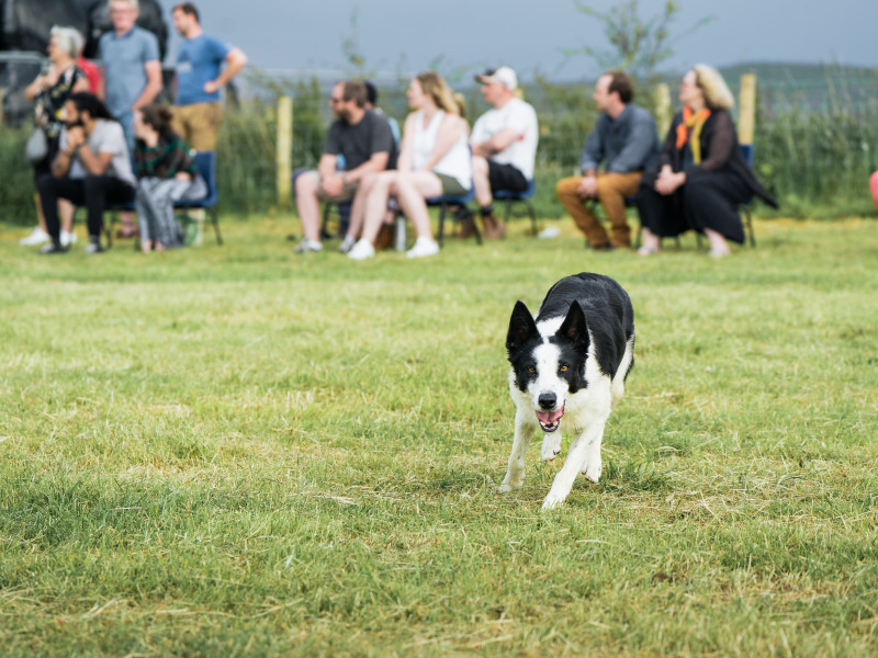 Image for Working Sheepdog demonstrations event