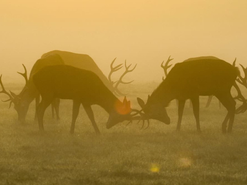 Image for Red deer hikes event